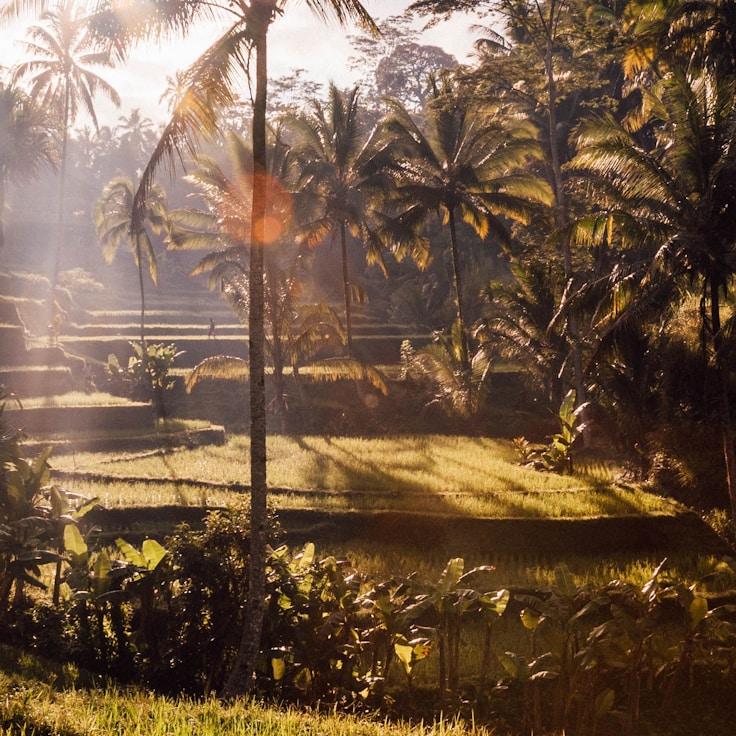 Family terraces and cafés for calm evenings in Toronto